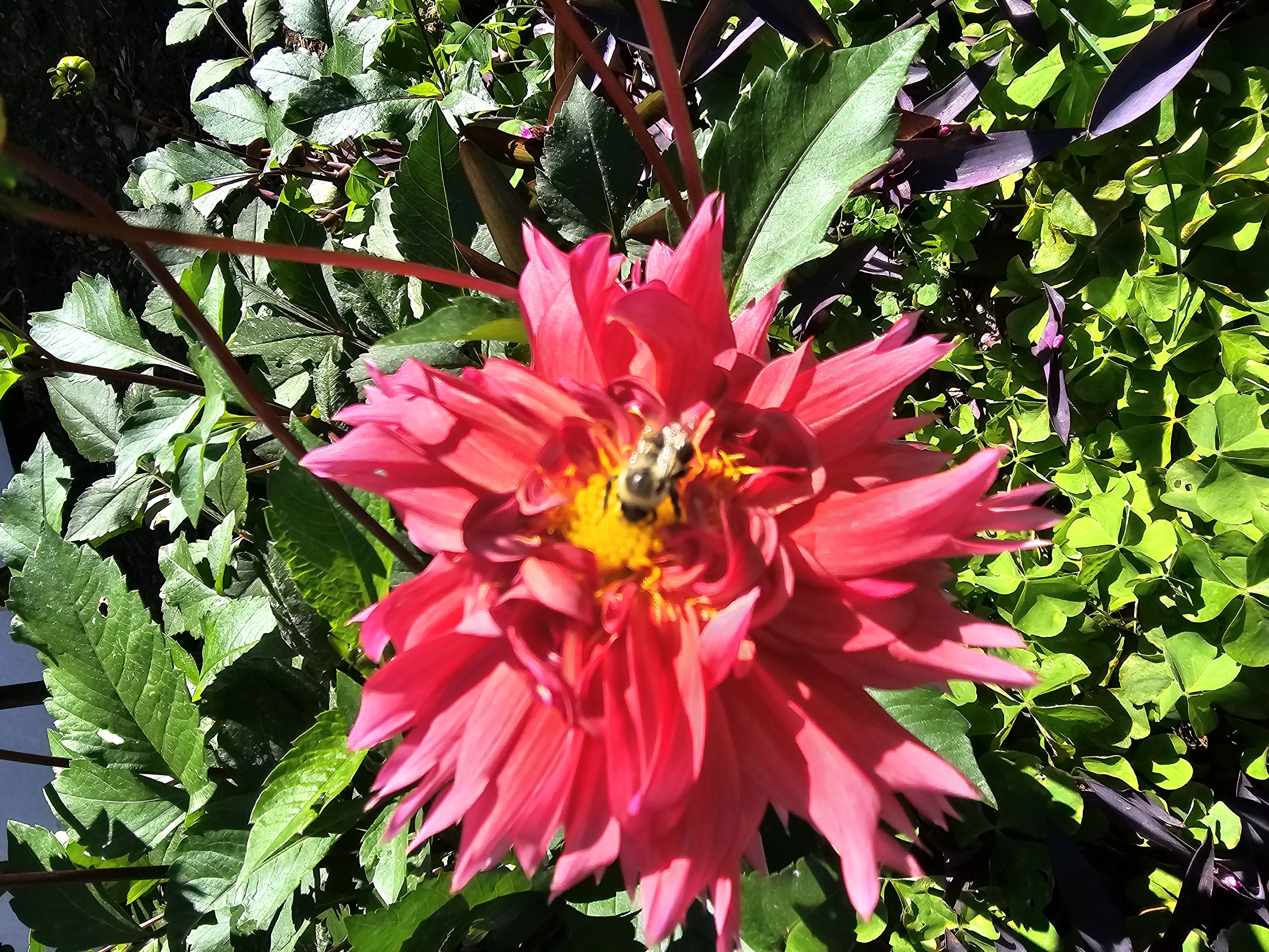 Pink dahlia with bee
