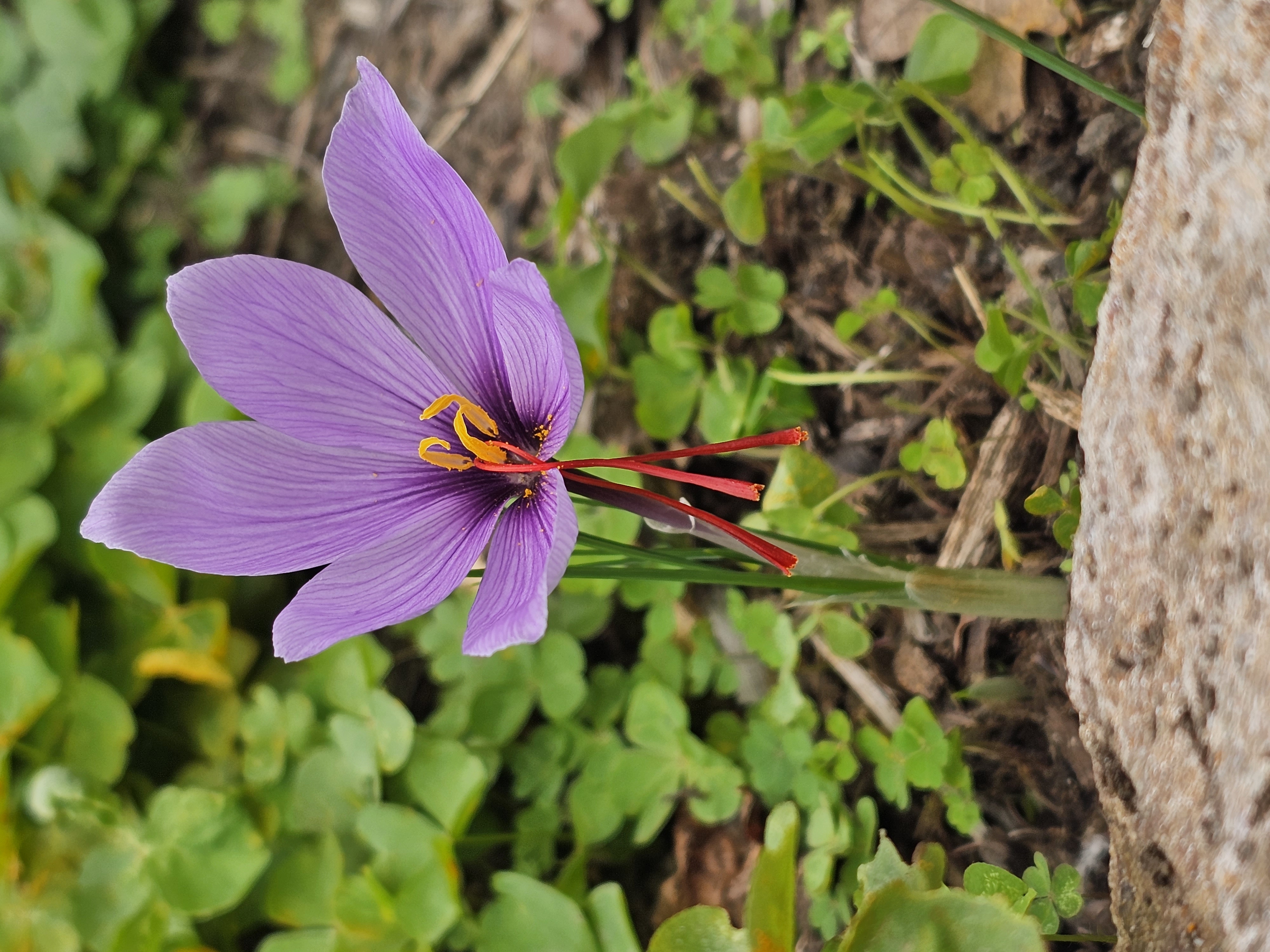 Saffron crocus