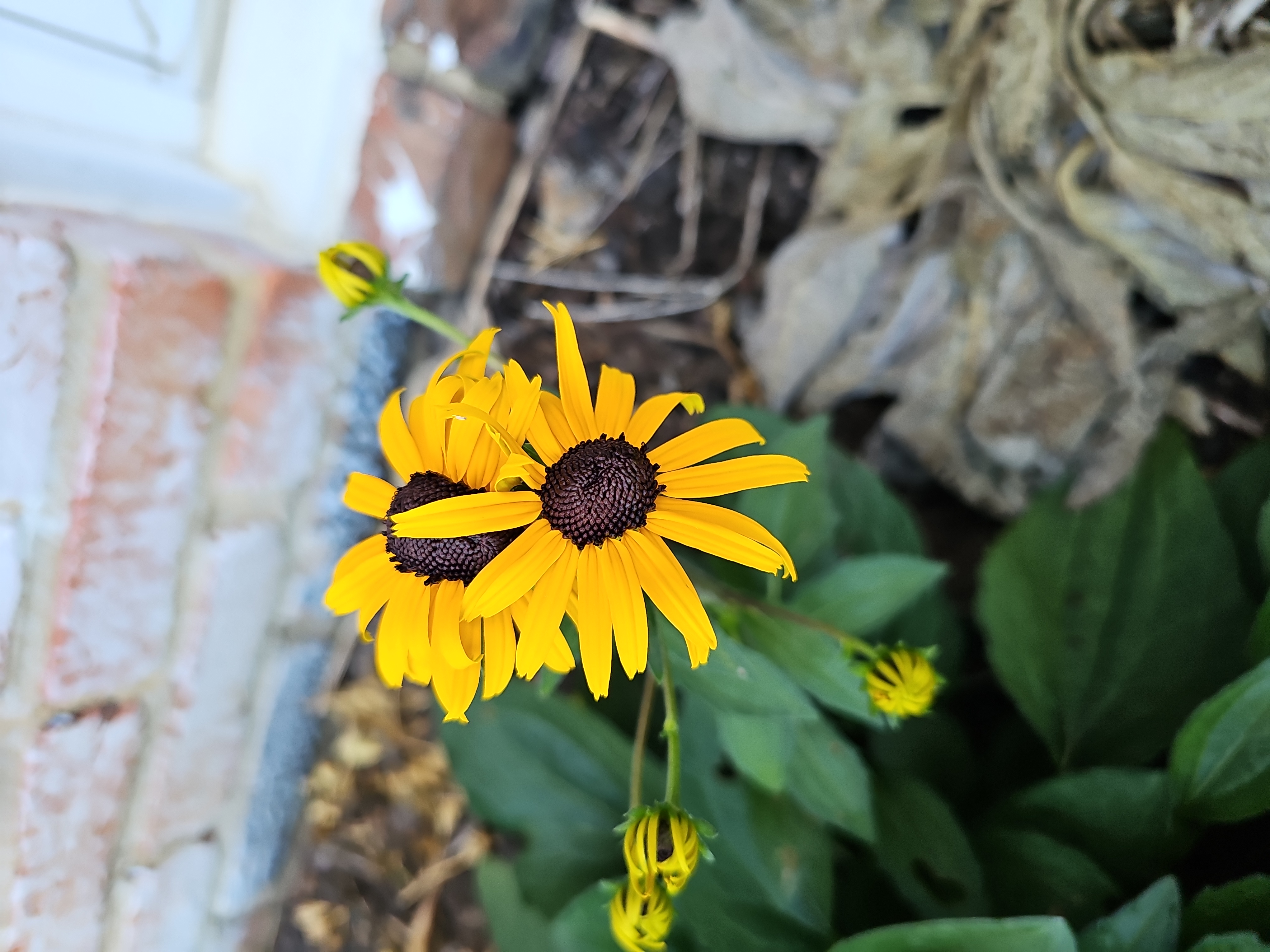 Black-eyed Susan
