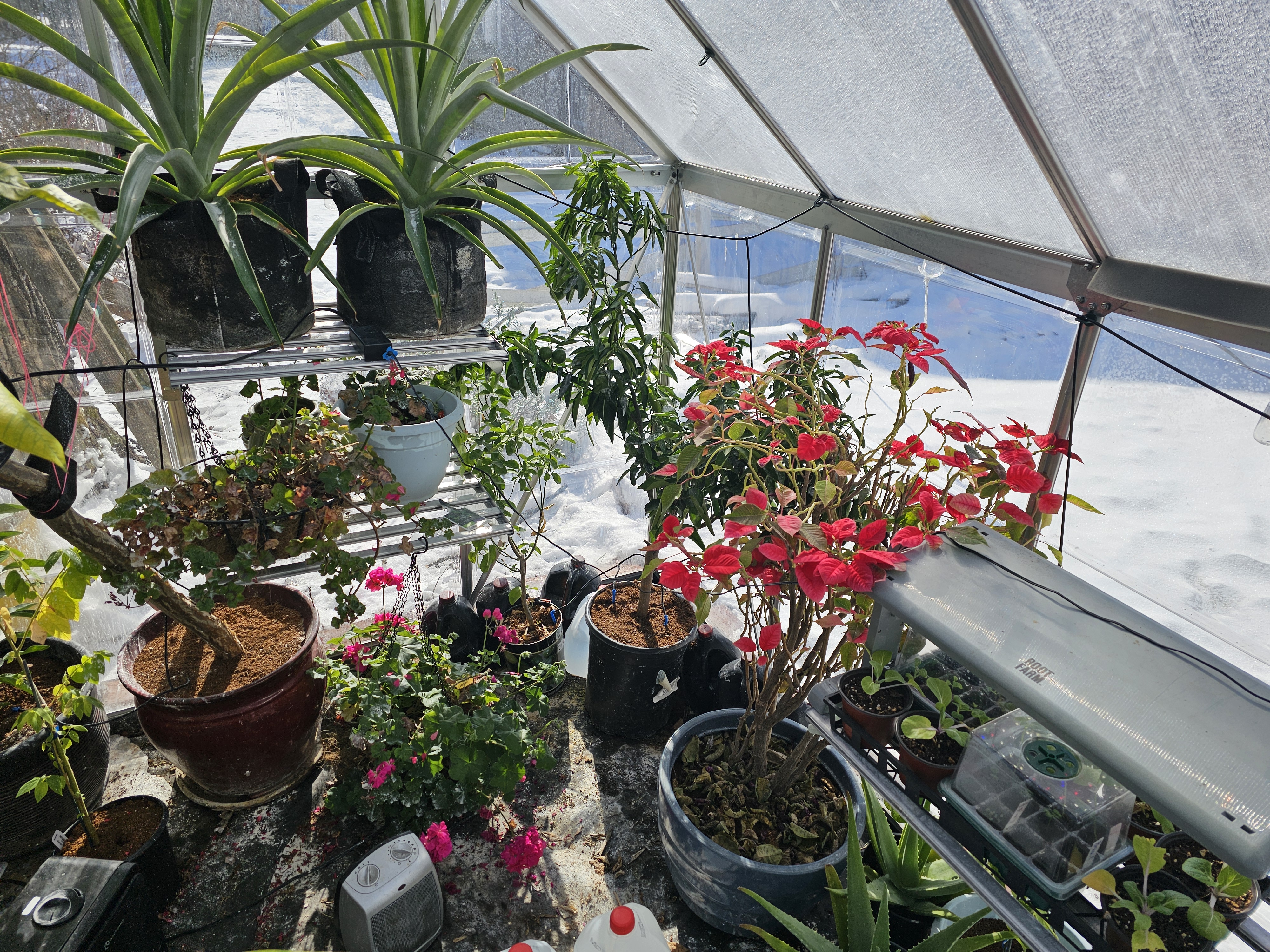 Greenhouse in winter