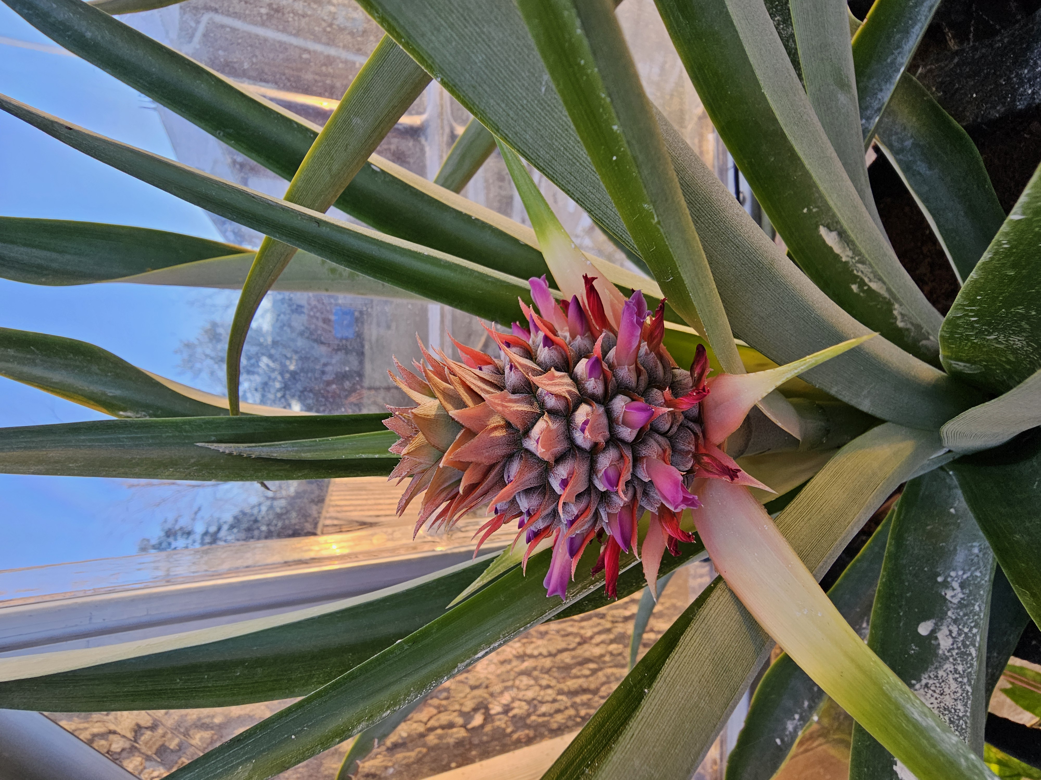 Pineapple fruiting