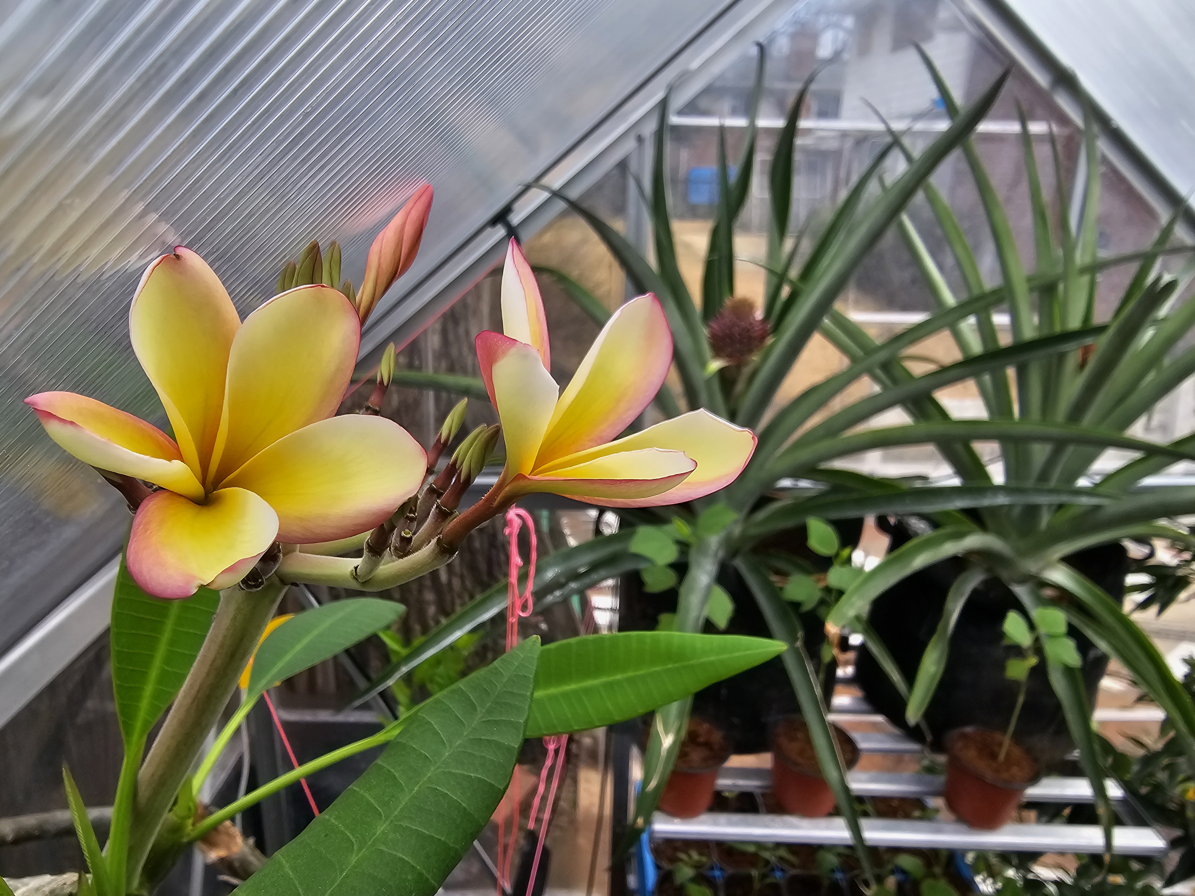 Plumeria in greenhouse