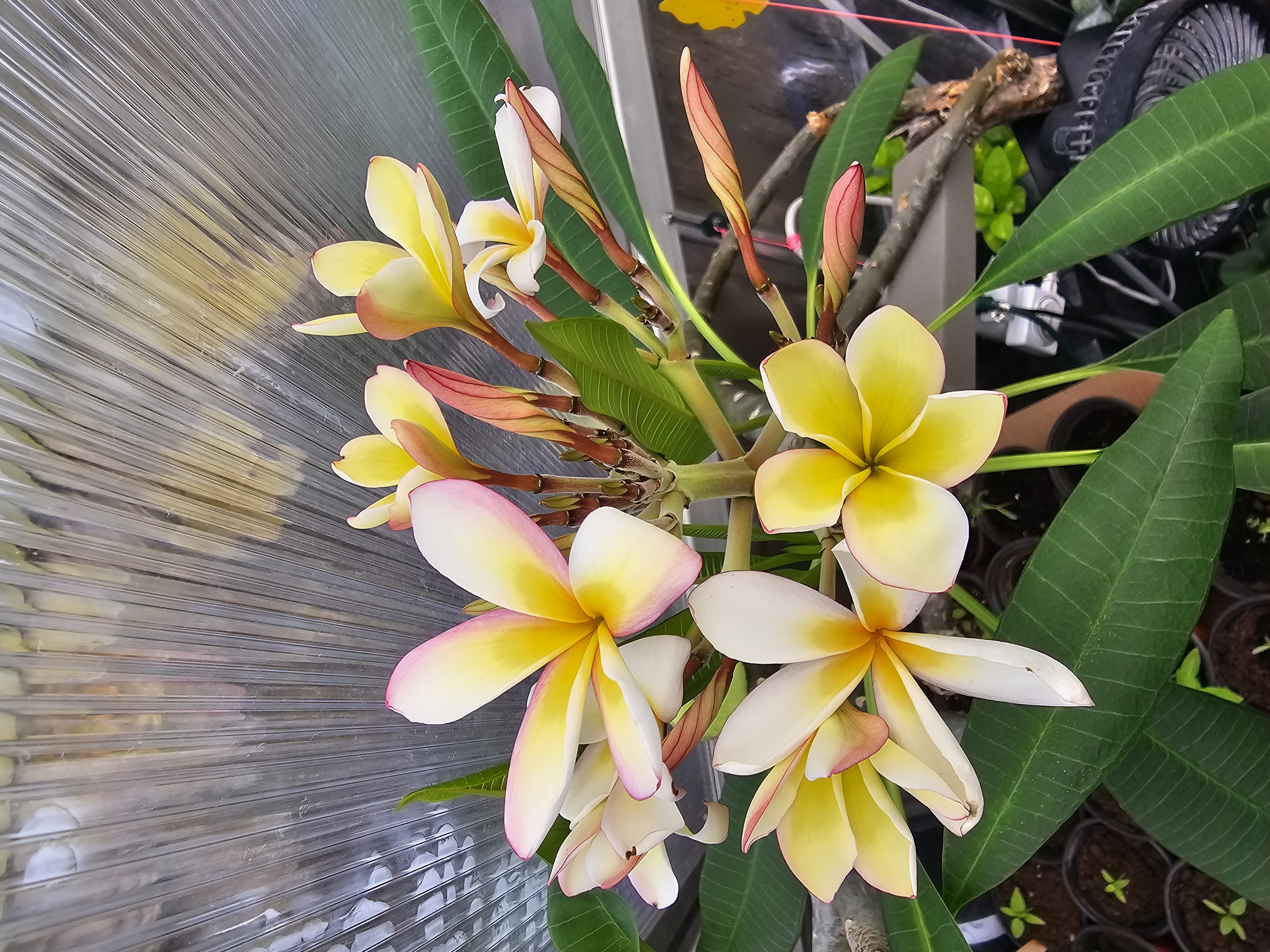 Plumeria cluster