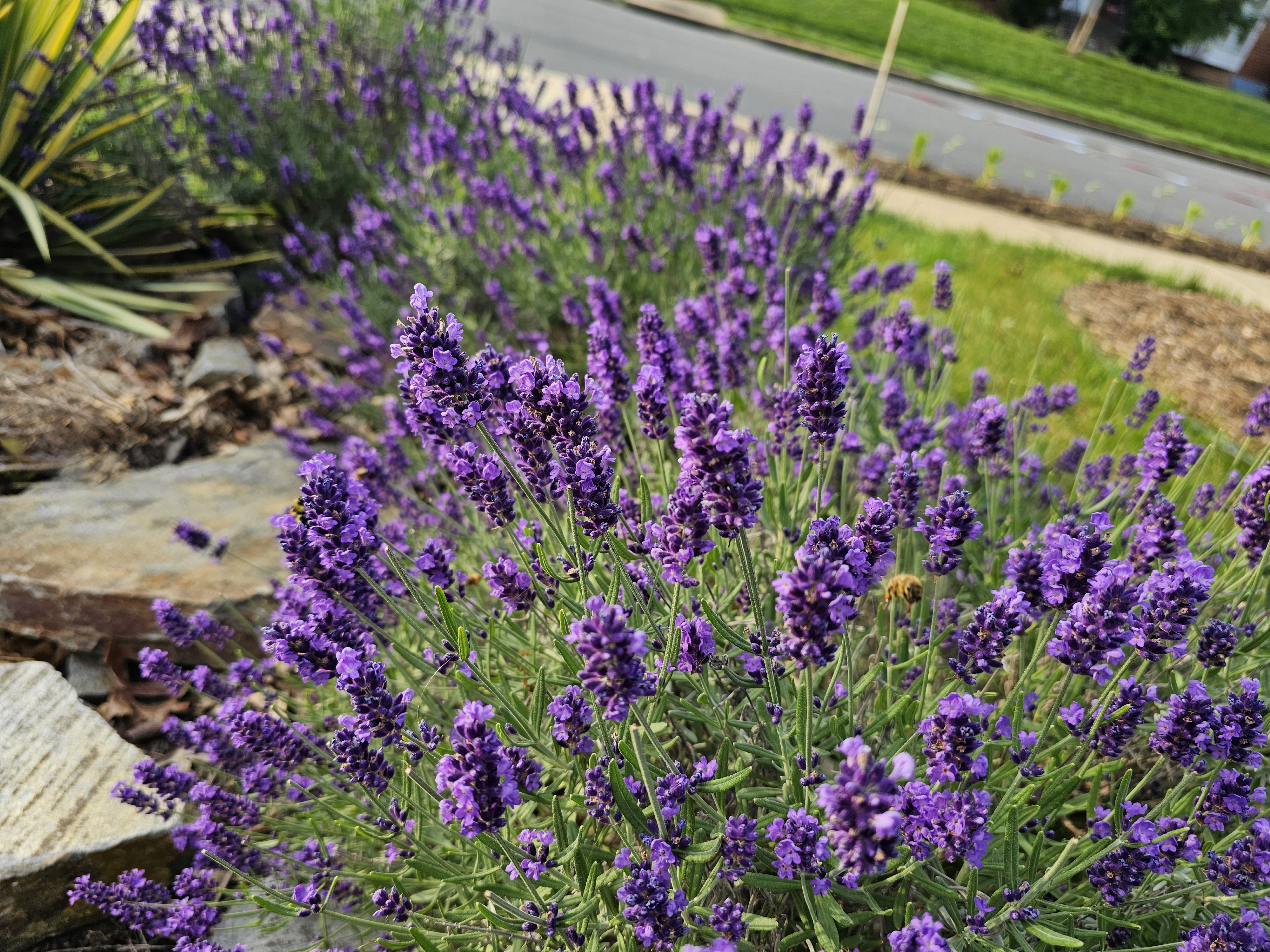 Lavender with bee