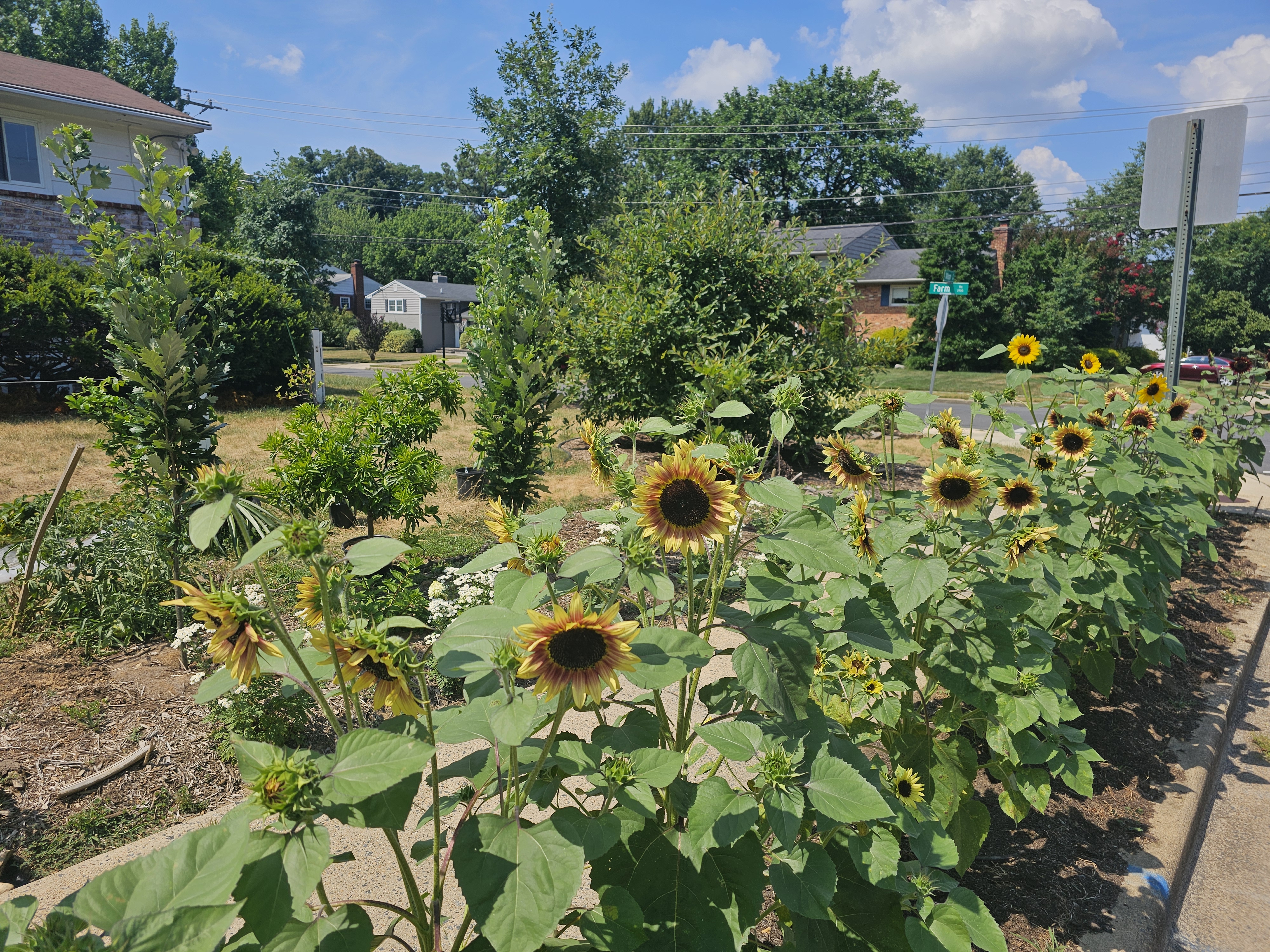 Sunflower garden