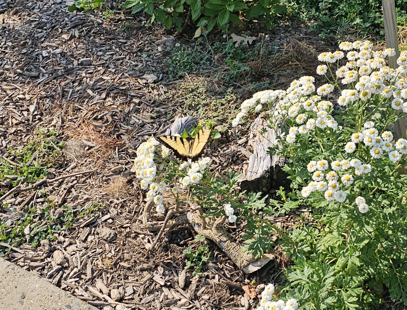 Tiger swallowtail on feverfew