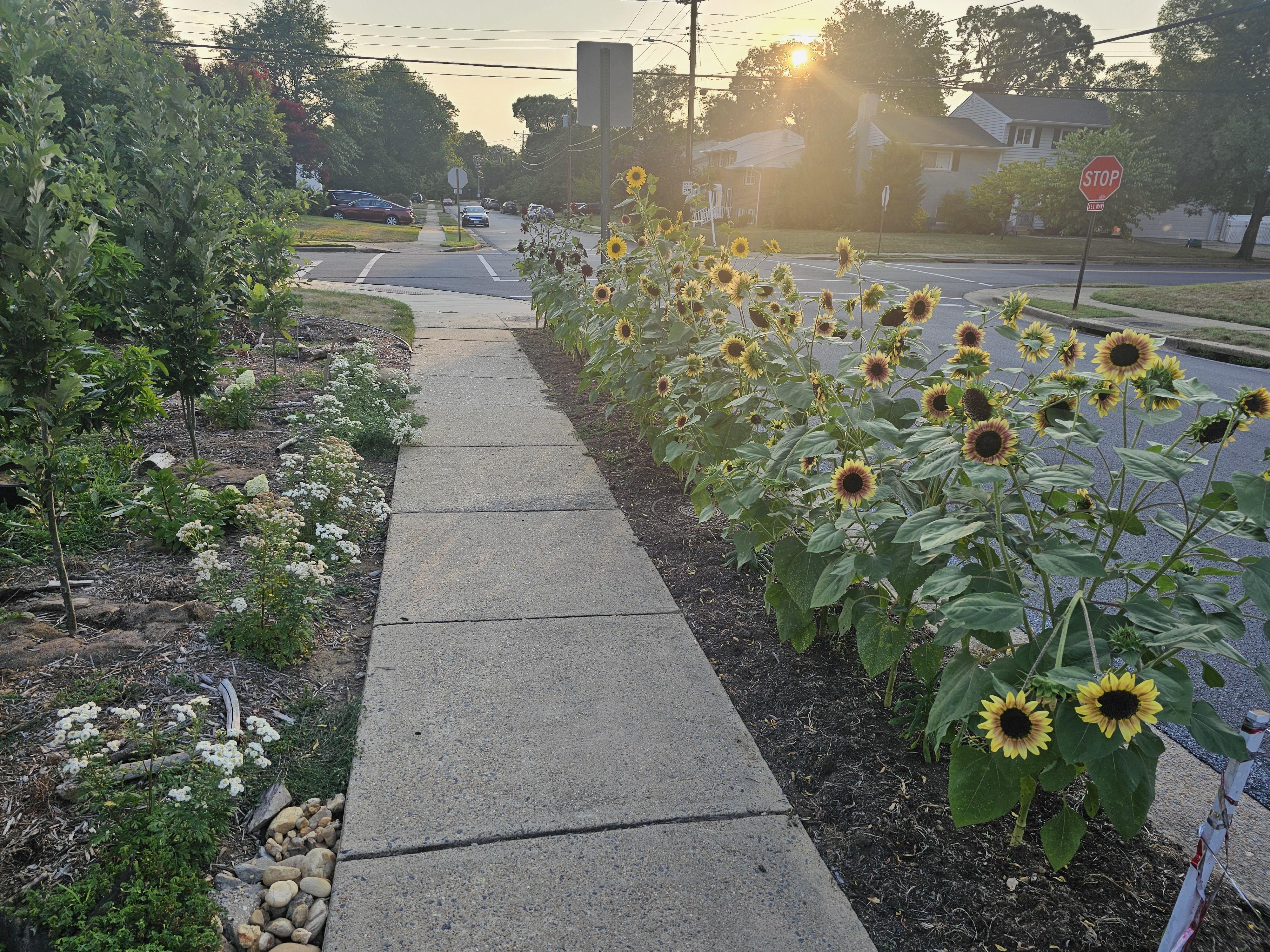 Sunflowers at golden hour