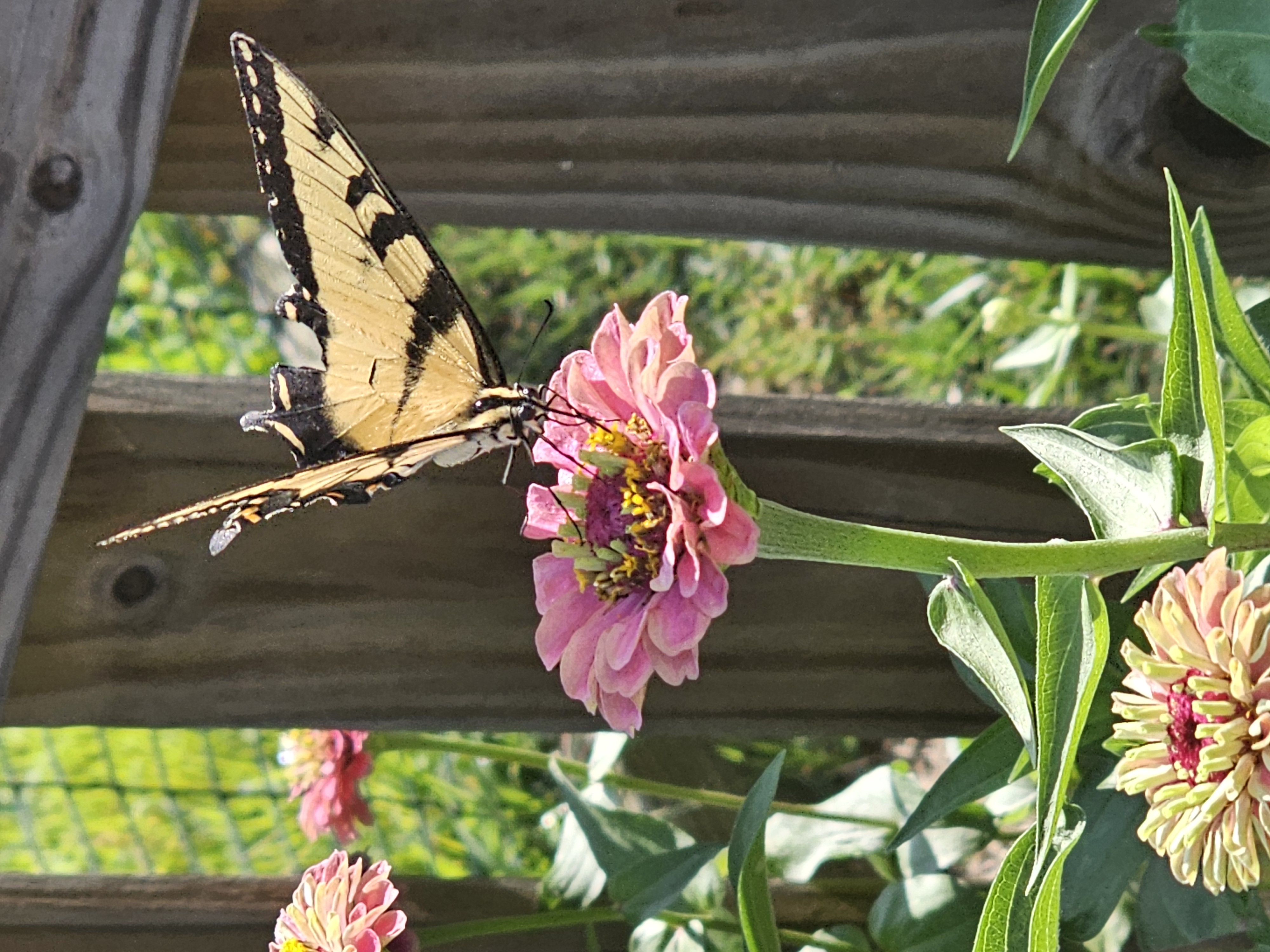 Tiger swallowtail on zinnia