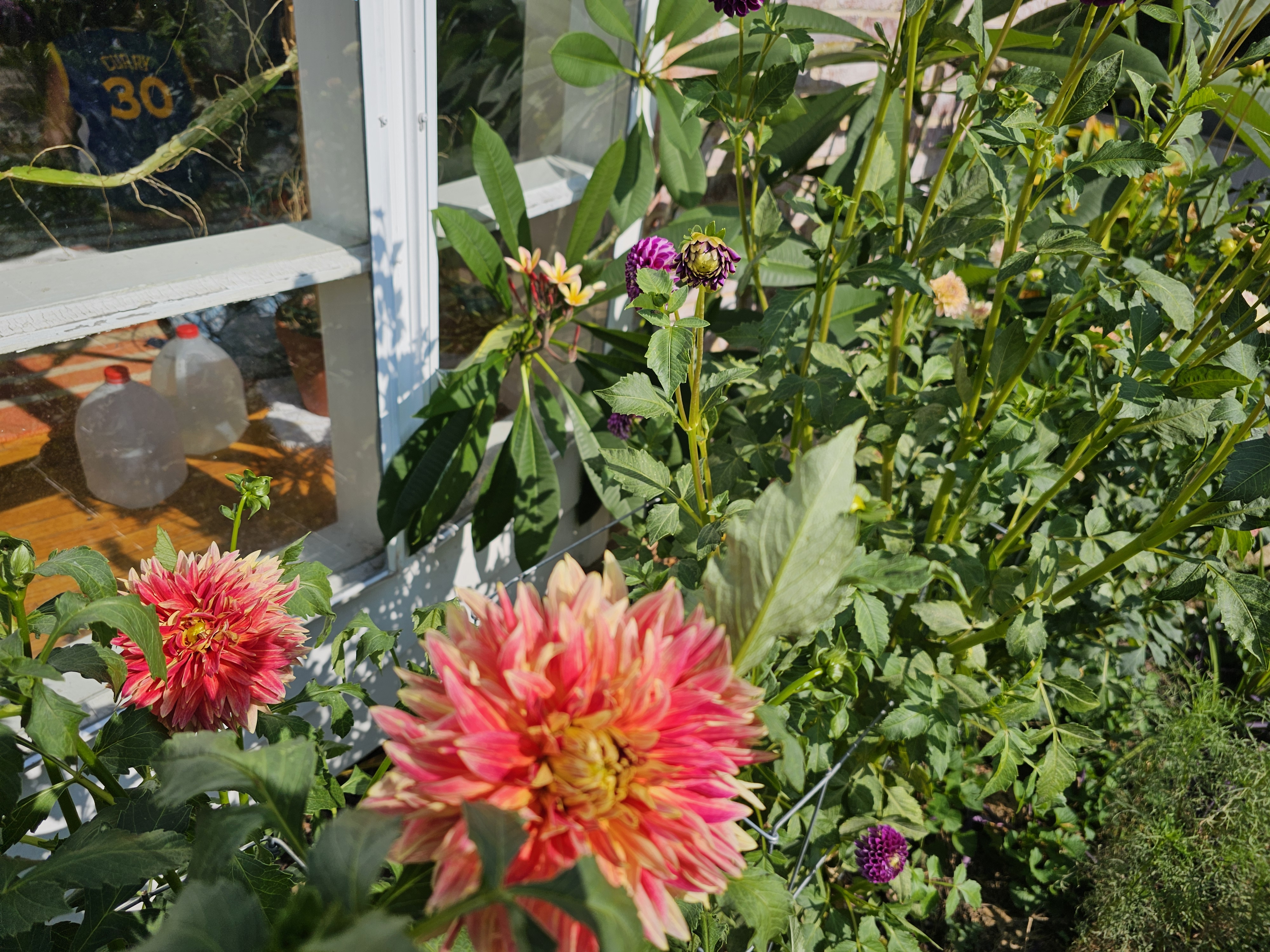 Dahlias by greenhouse