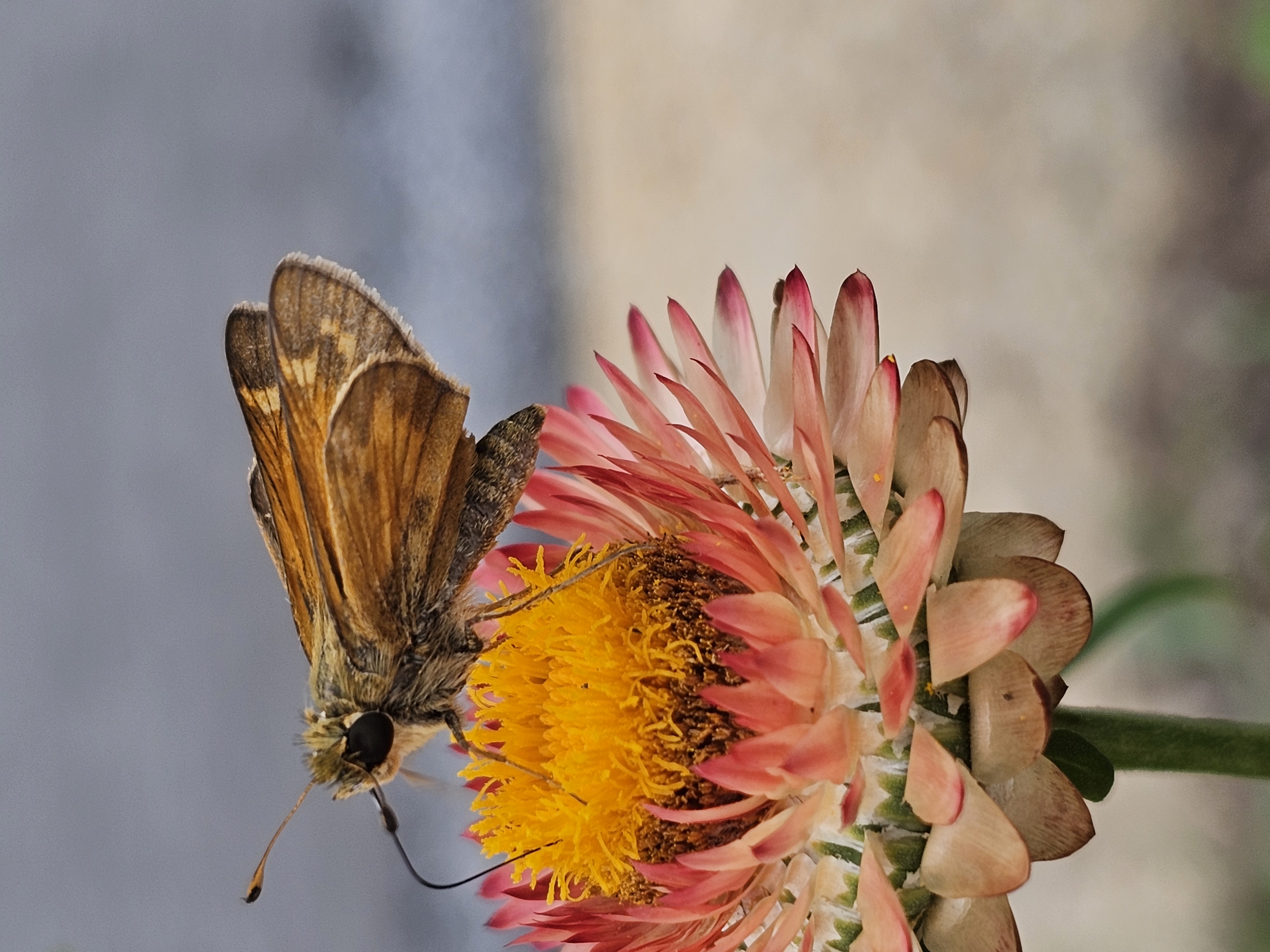Skipper on strawflower