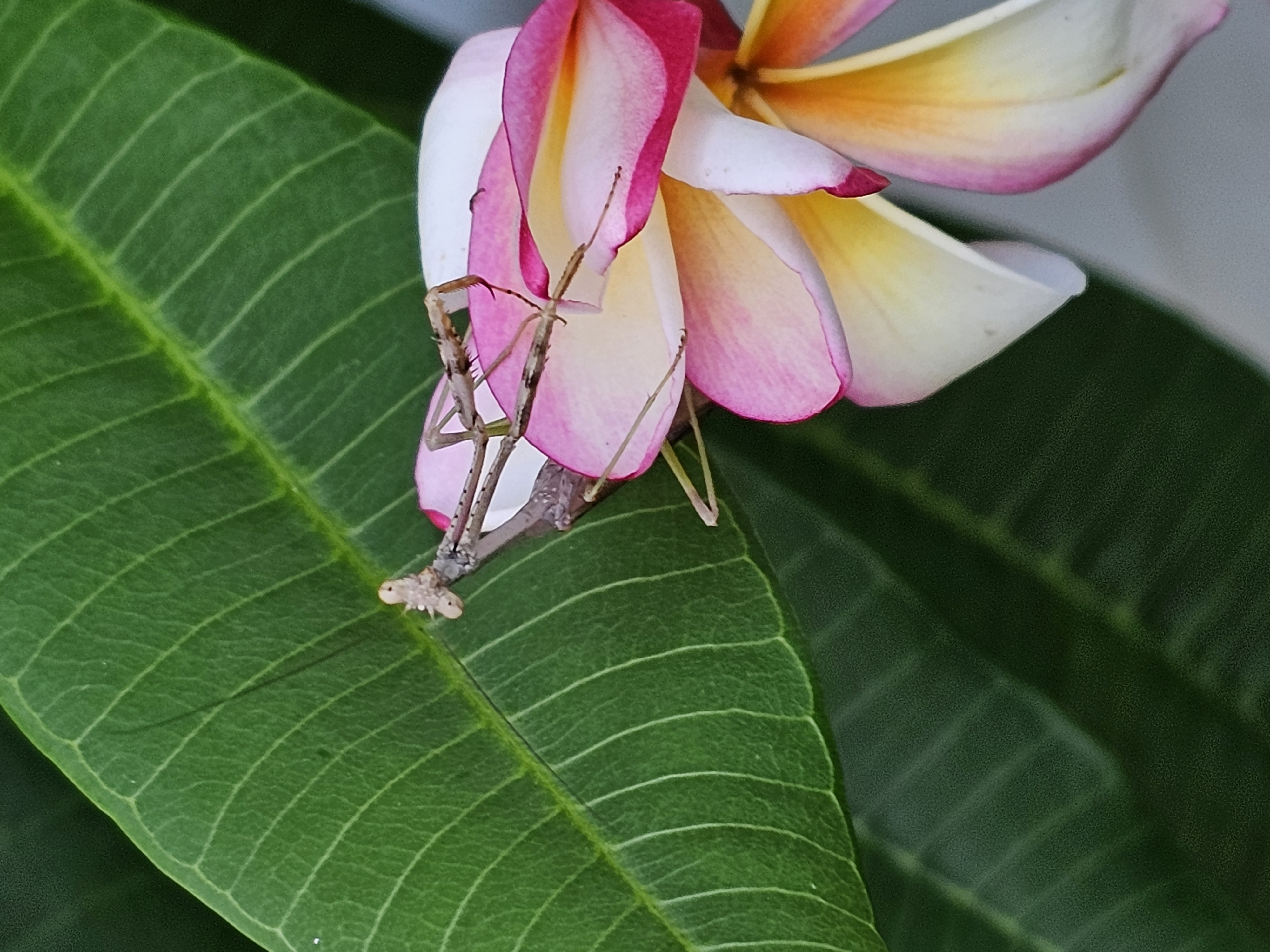 Mantis on plumeria