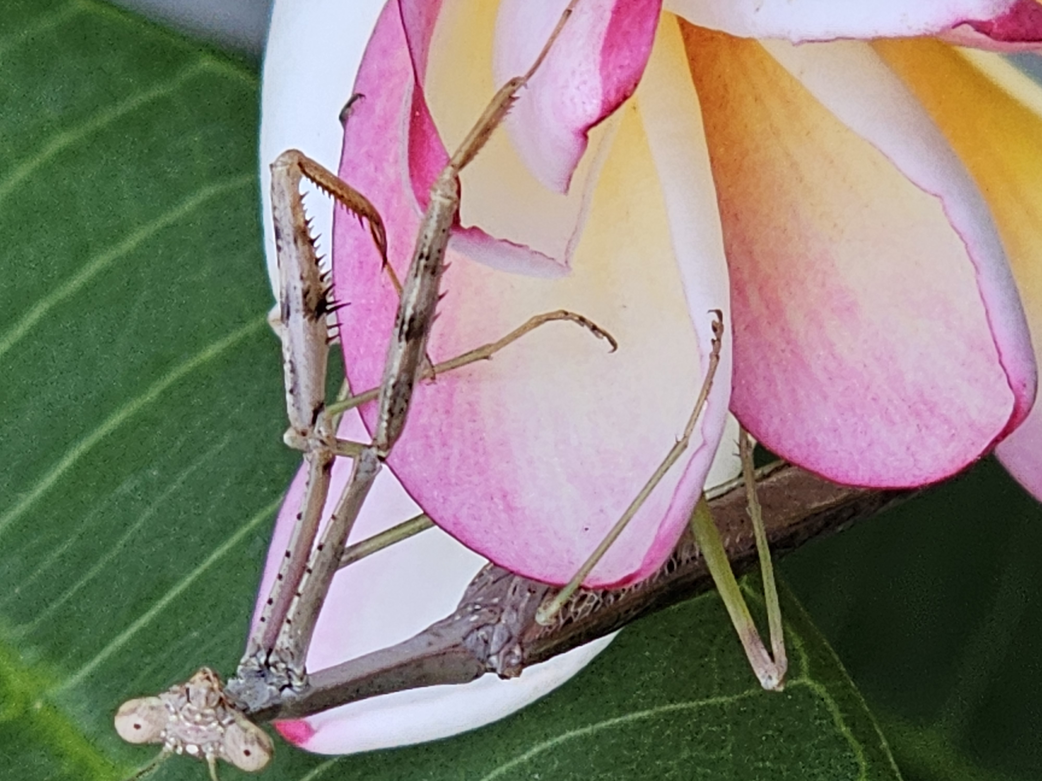 Mantis detail