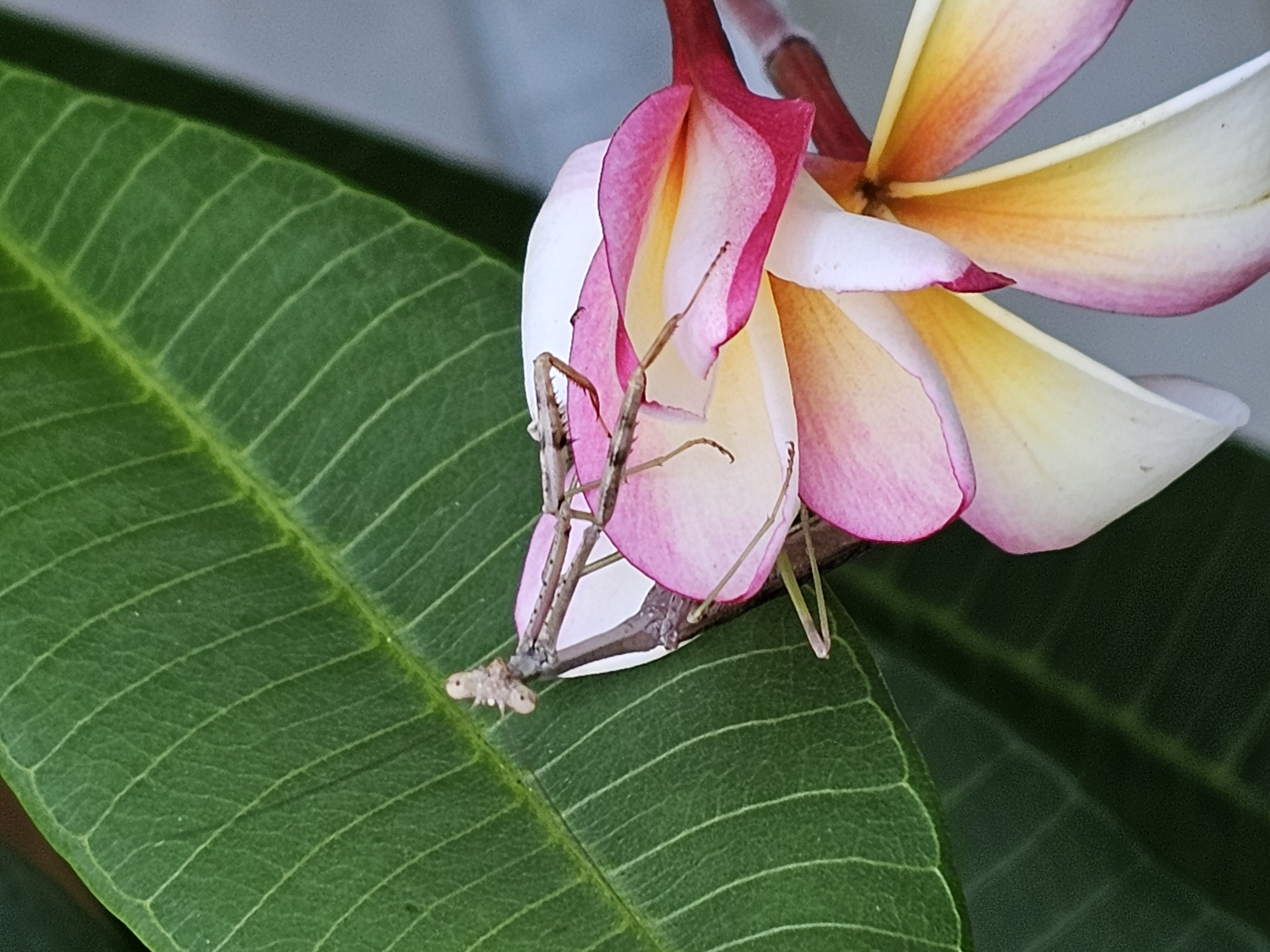 Mantis close