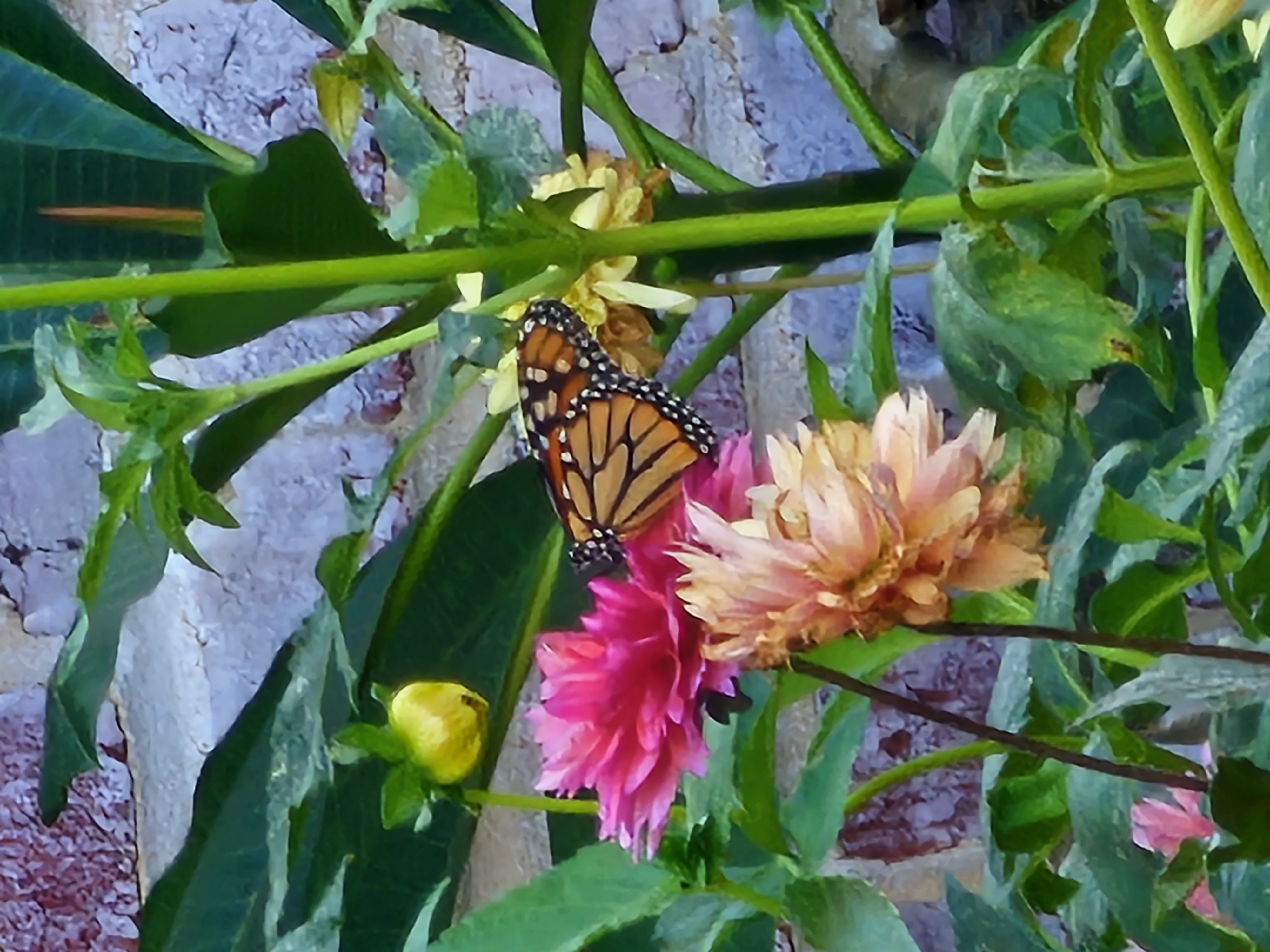 Monarch on dahlia