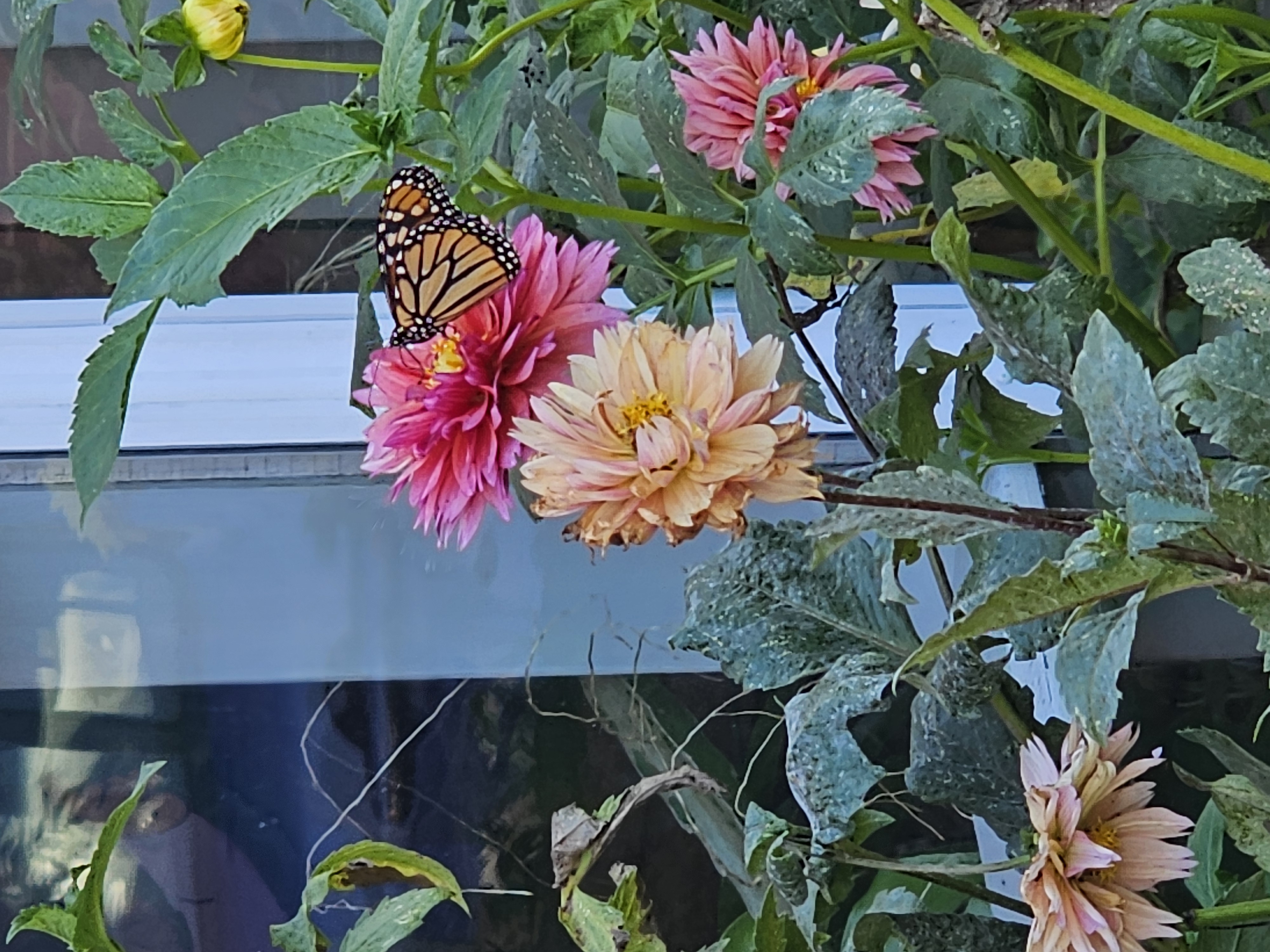 Monarch on pink dahlia