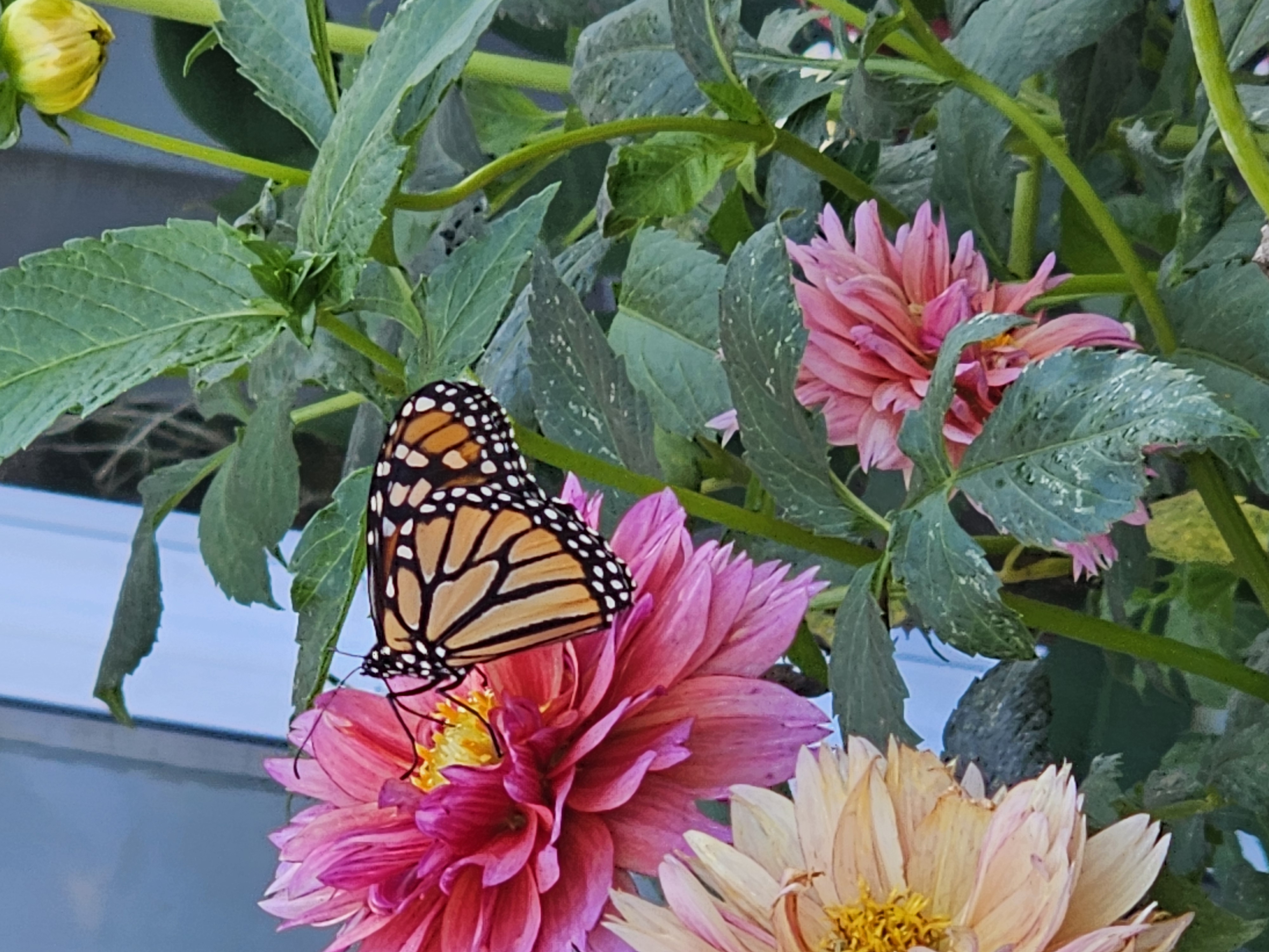 Monarch in dahlia garden