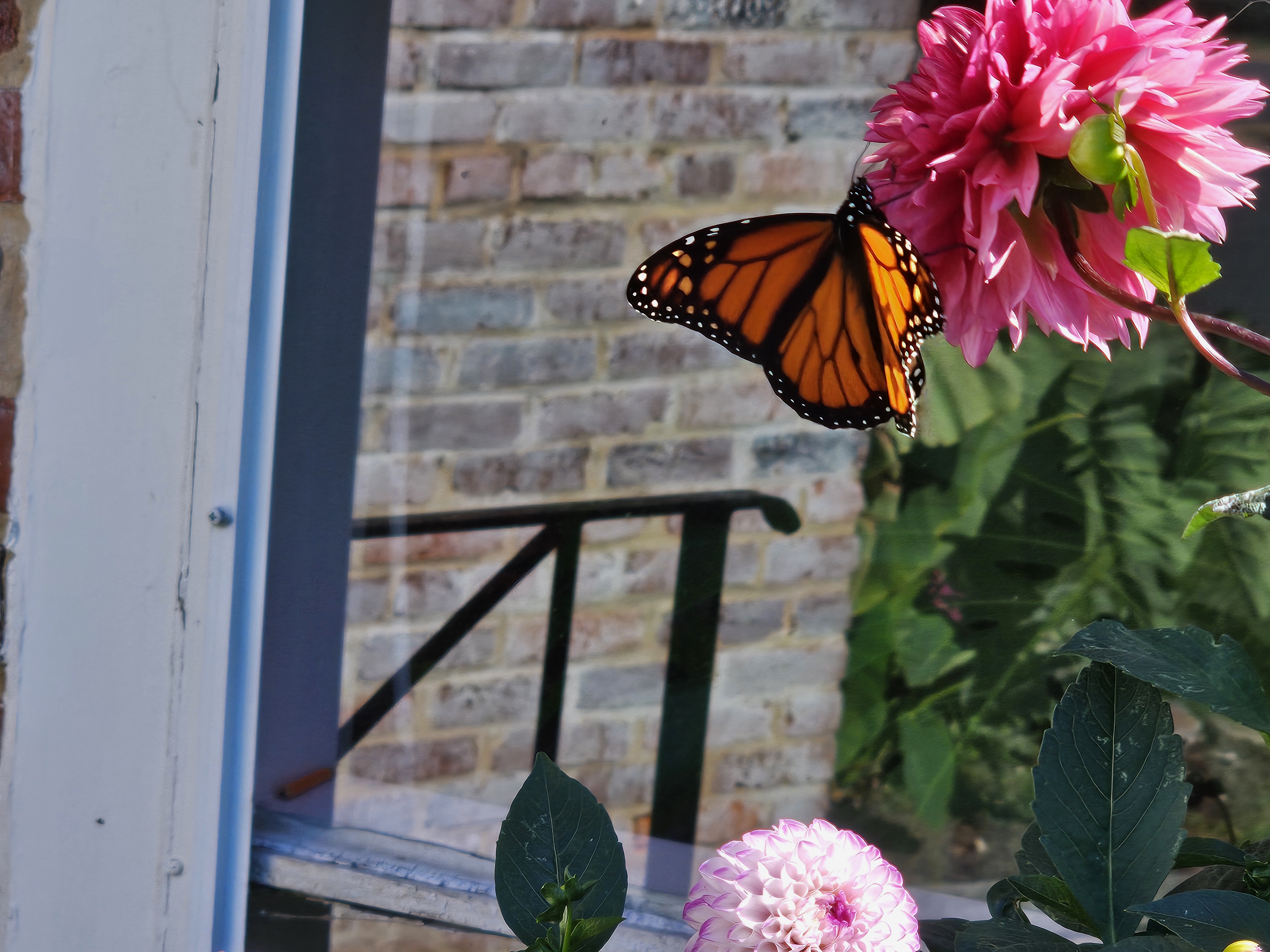 Monarch on dahlia