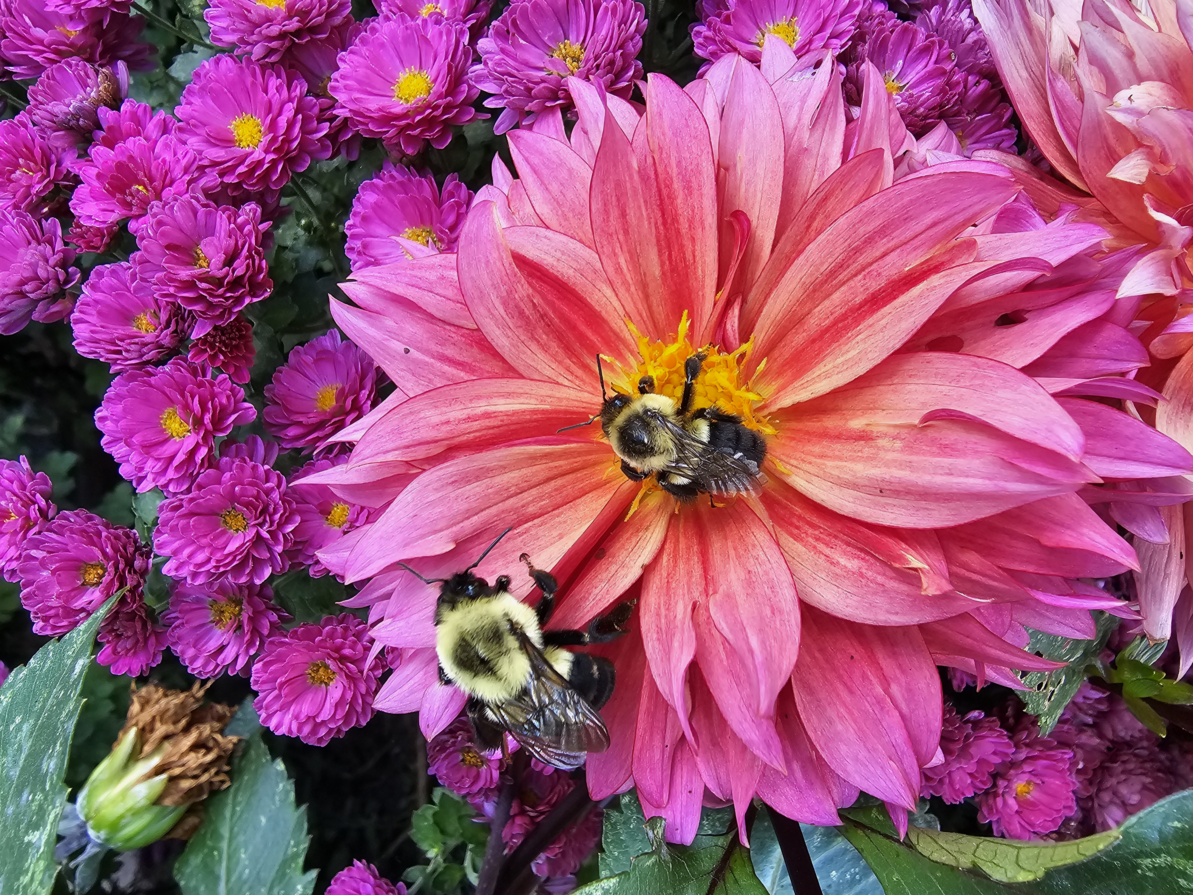 Two bumblebees on dahlia