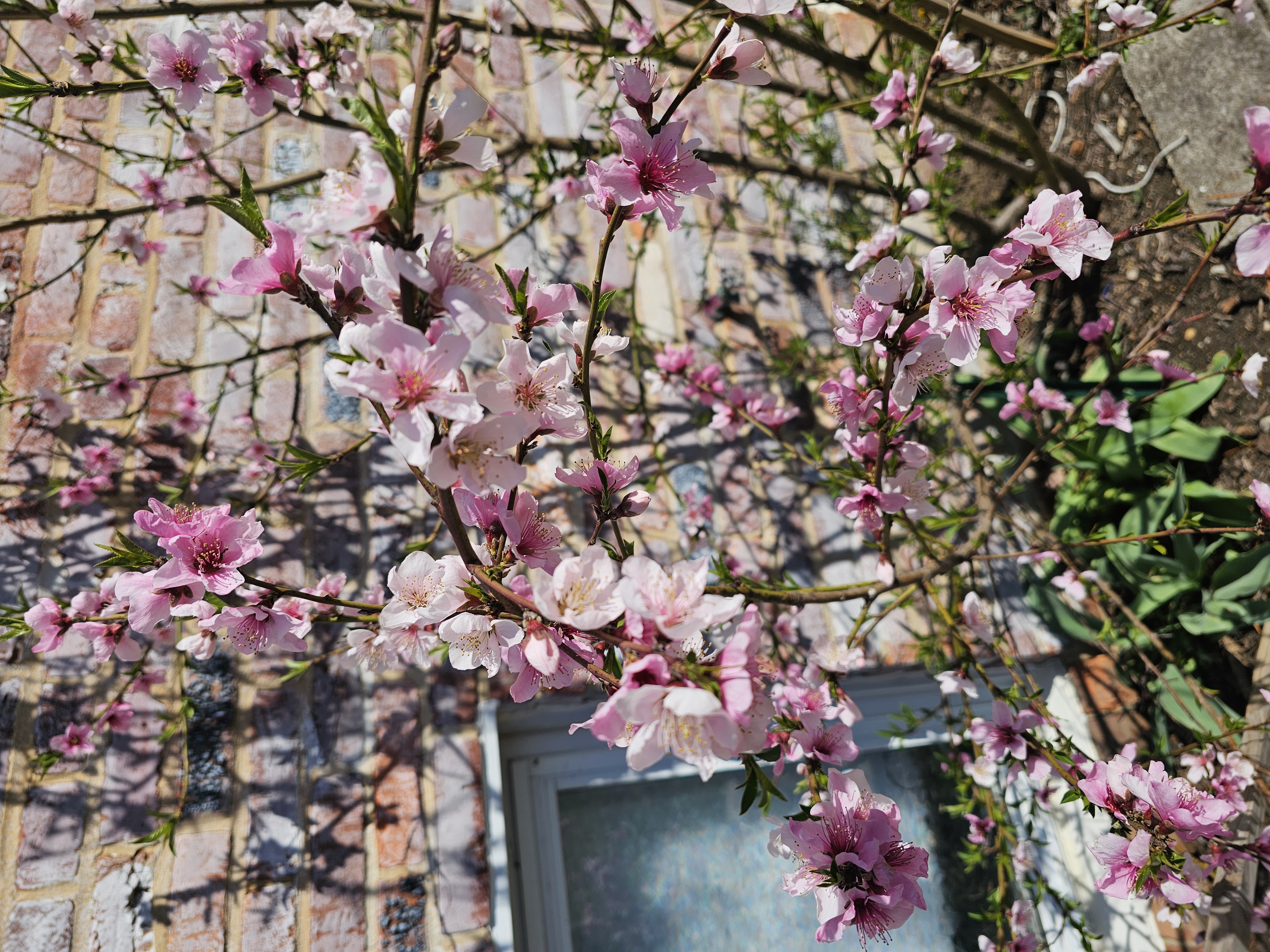 Peach blossoms