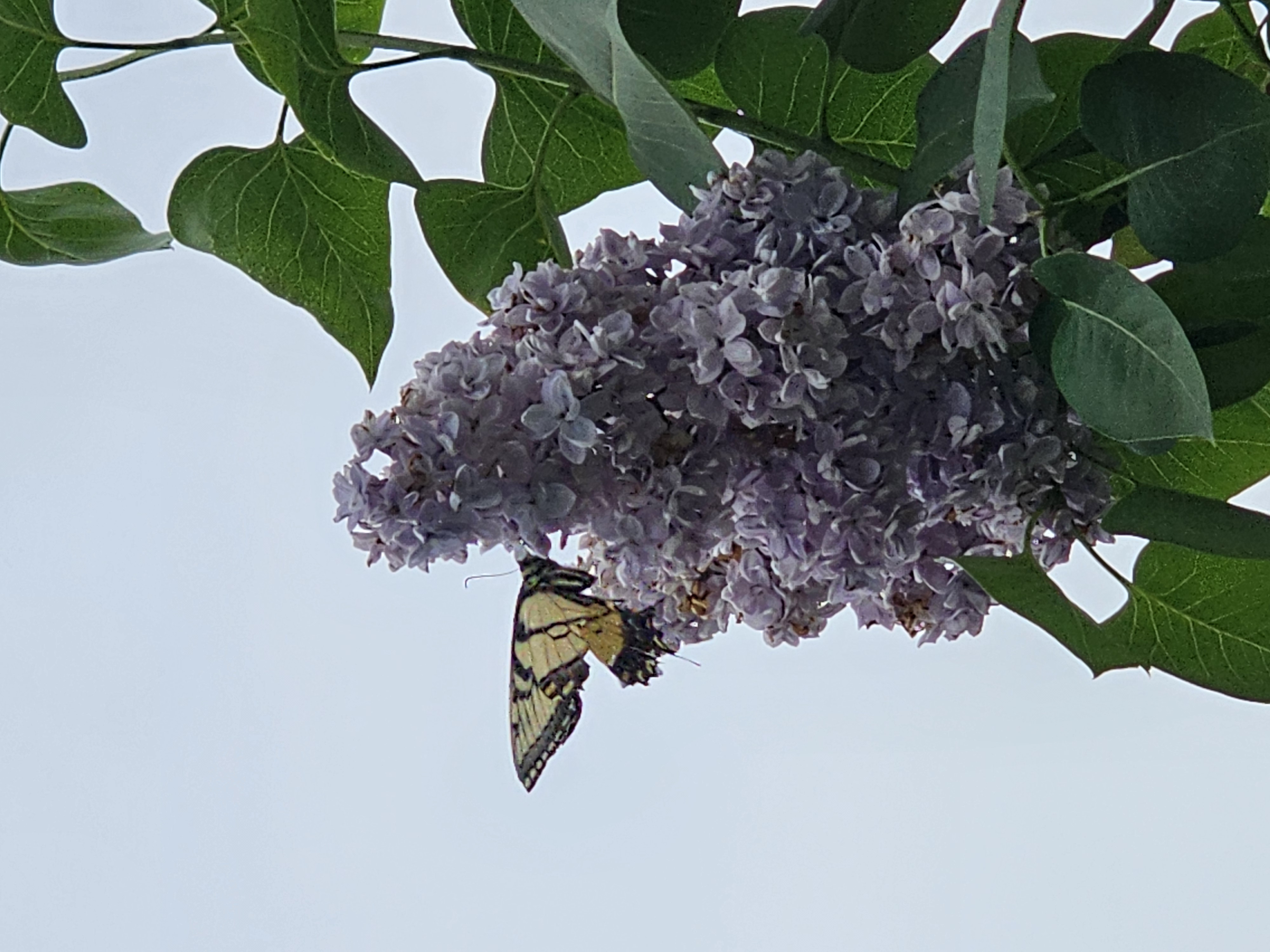 Tiger swallowtail on lilac