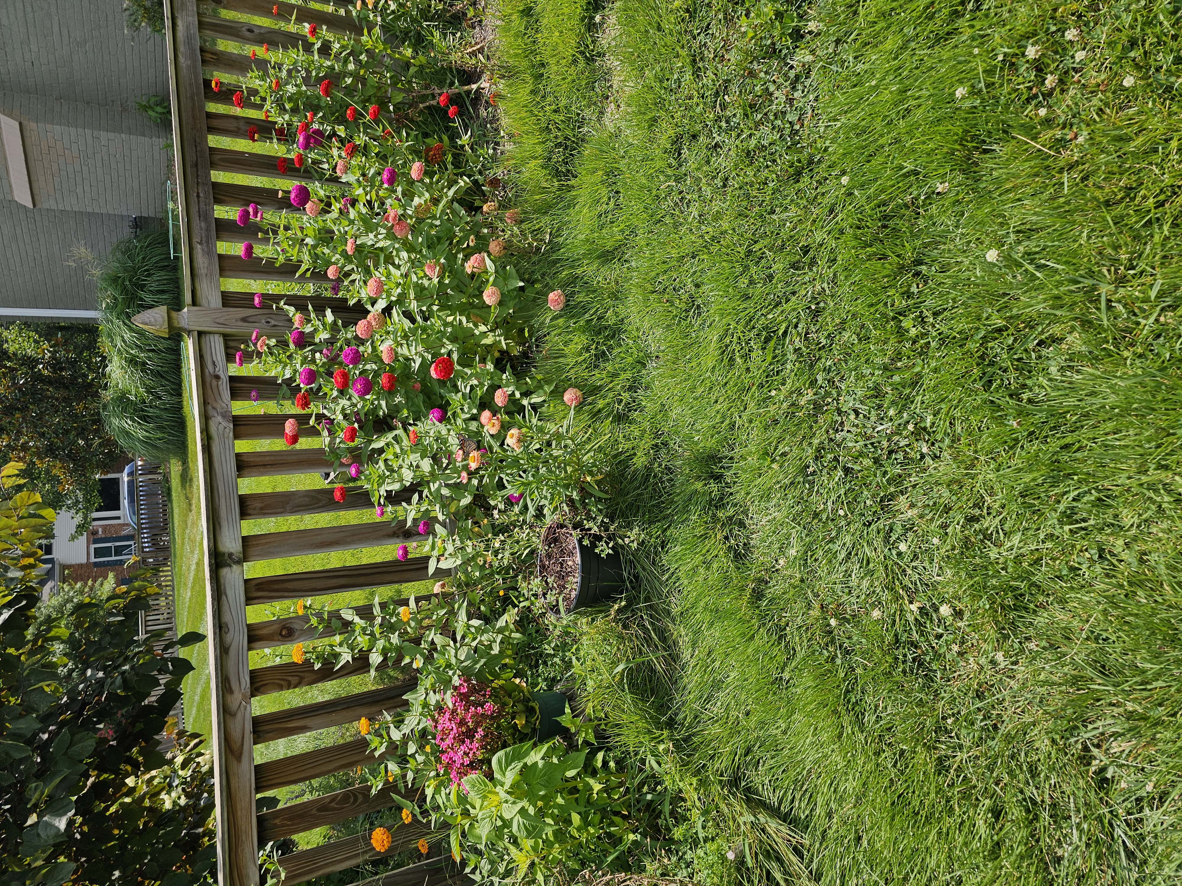 Zinnia border