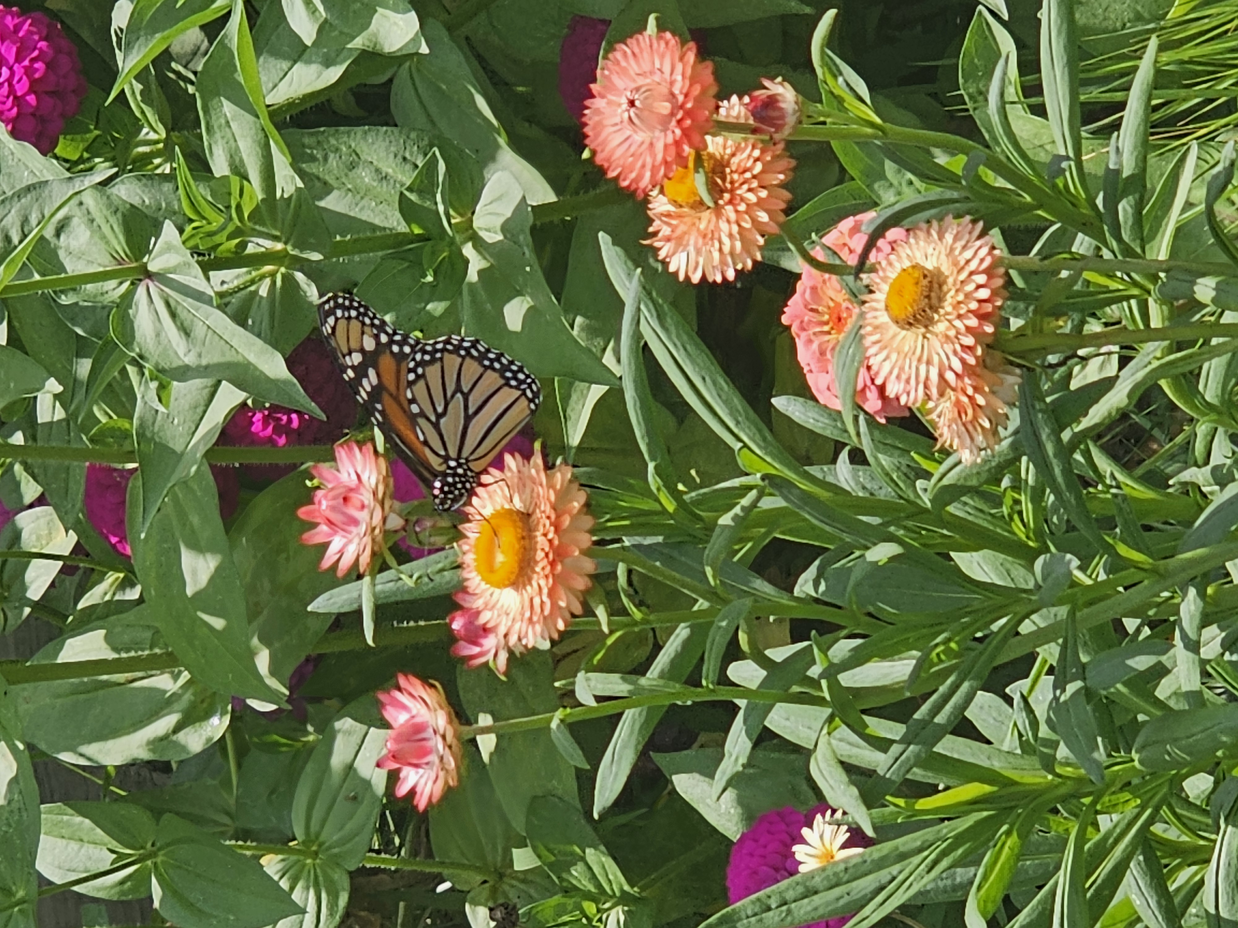 Monarch on strawflower