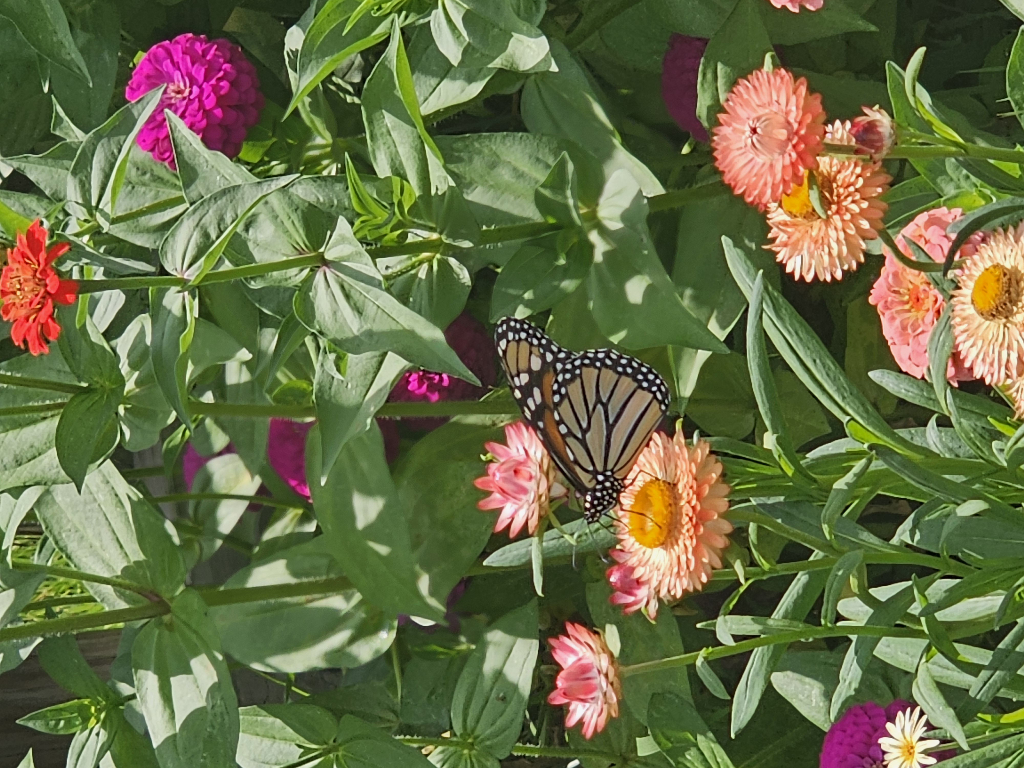 Monarch in garden