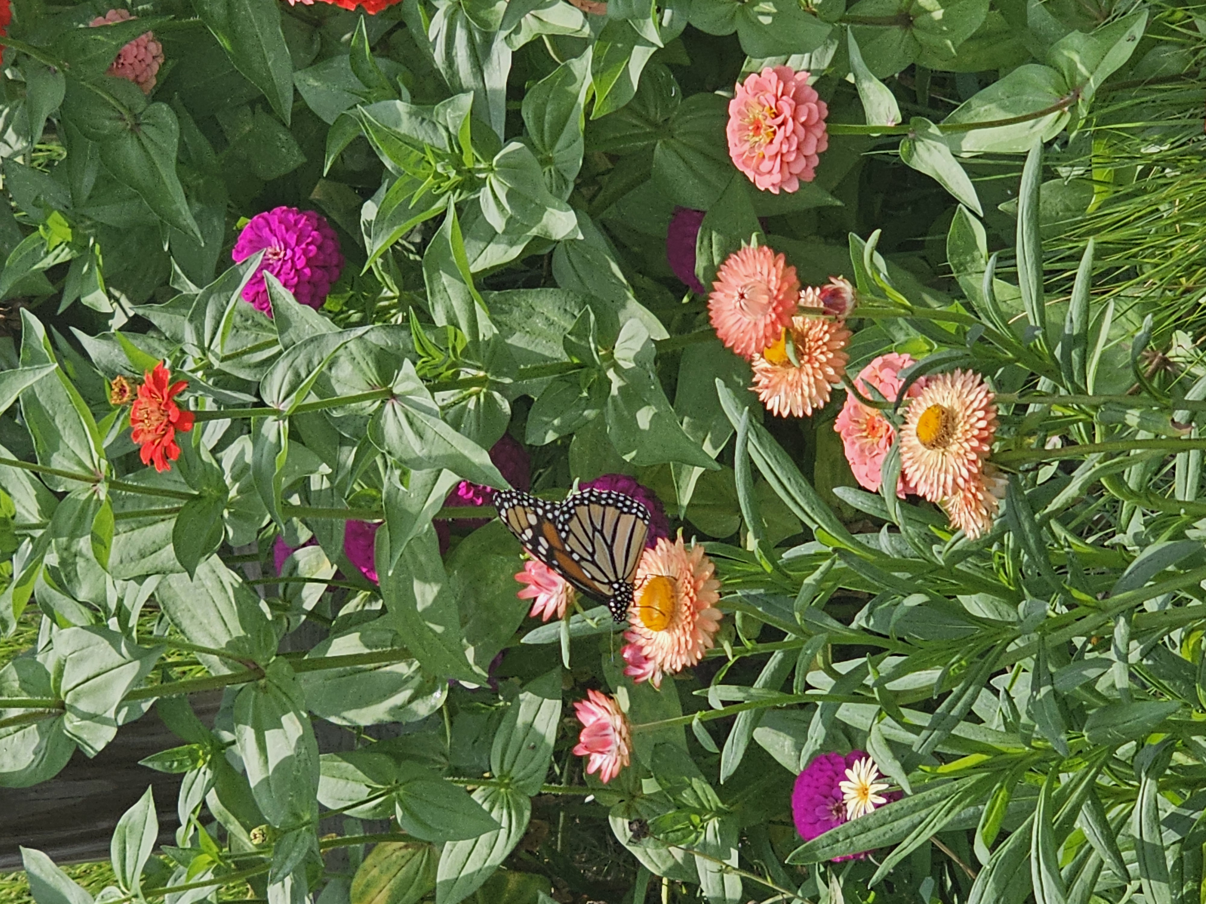 Monarch and zinnias