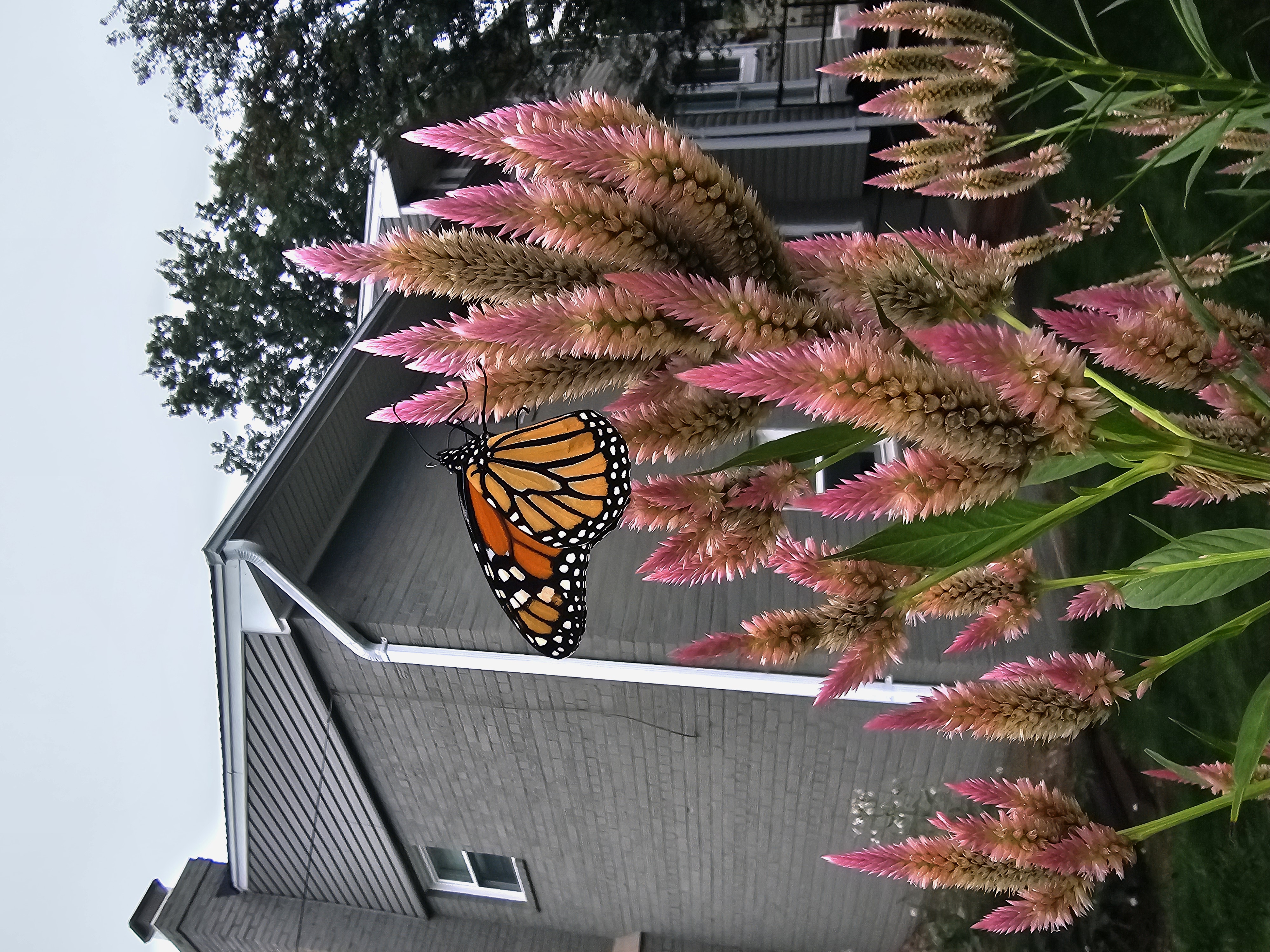 Monarch on celosia
