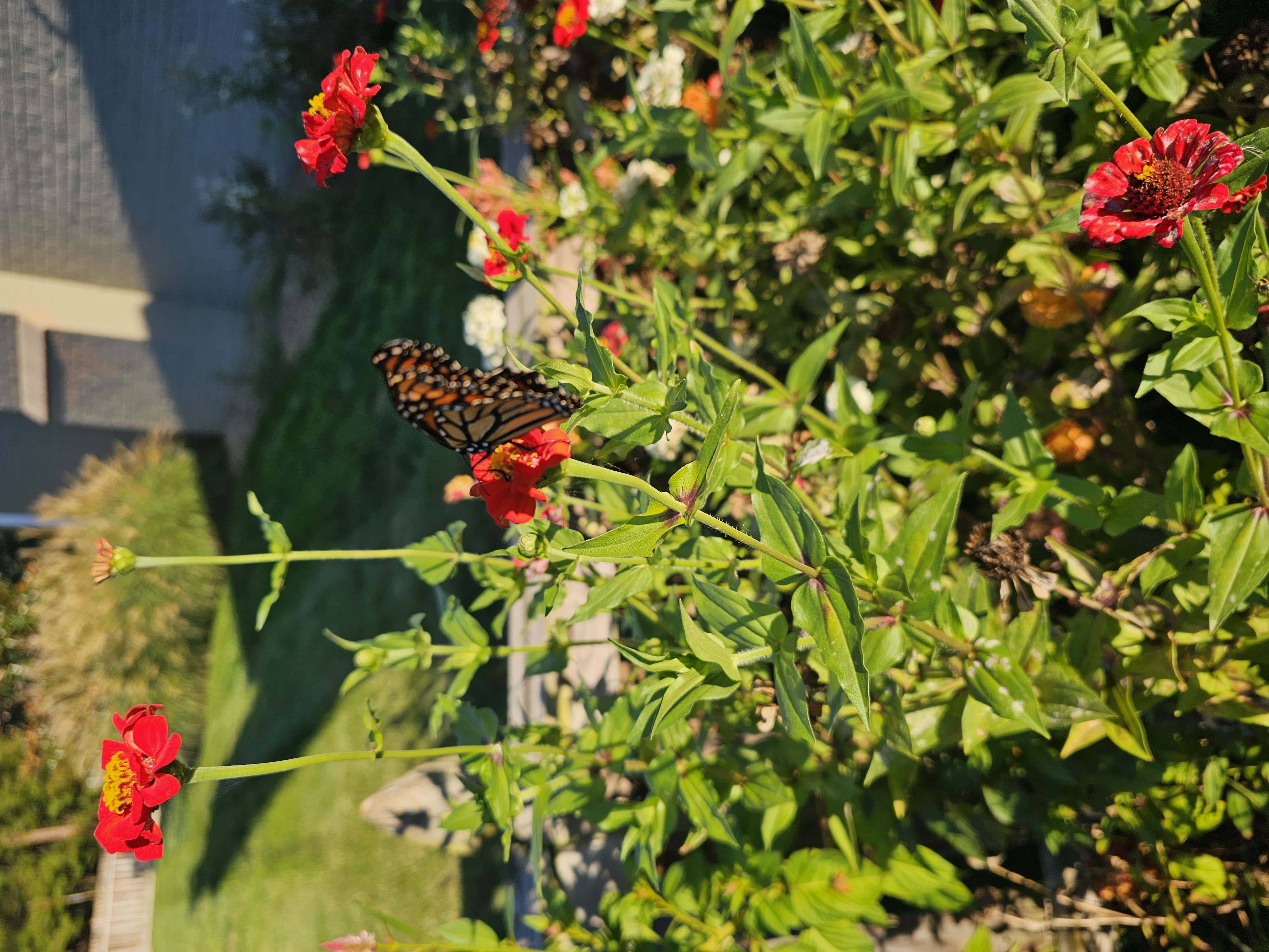 Monarch on red zinnia